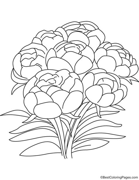 Peony Flower Coloring Page Coloring Pages