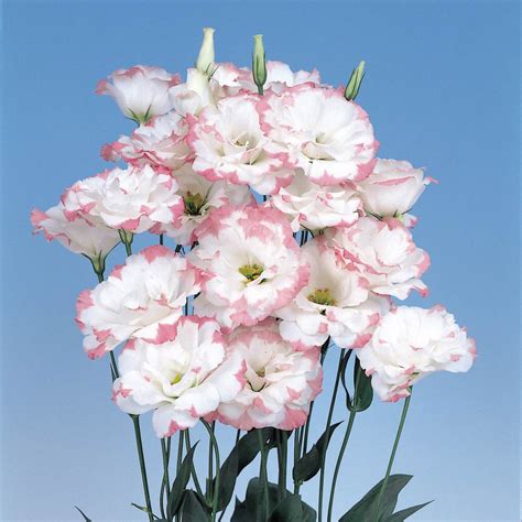 Lisianthus Seeds Buy Lisanthus Seed Annual Flower Seeds