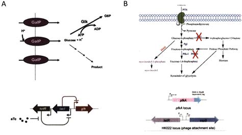Figure 1 From Dynamic Regulation Of Bacterial Metabolic Pathways Using