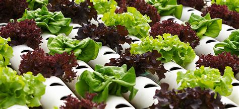 How To Grow Hydroponic Lettuce Hydrobuilder Learning Center