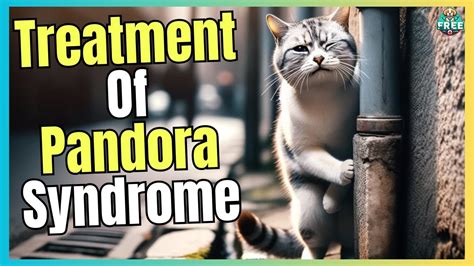 🐱 Pandora Syndrome In Cats Diagnosis And Treatment 🐱 Youtube