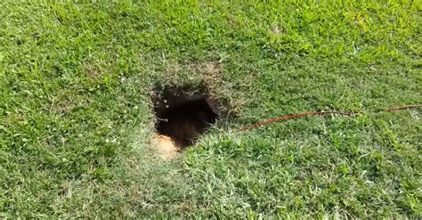 He Walks Up To A Tiny Hole In The Ground Hidden Inside An Adorable