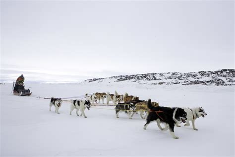 Dog Sledding Across The Arctic Ocean