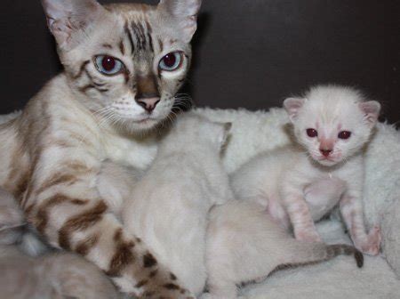 One is all white and. Exotic Snow Bengal Kittens for Sale and snow Bengal cats ...