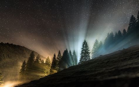 Forest Tree Landscape Nature Fog Night Sky Stars Wallpaper 2560x1600