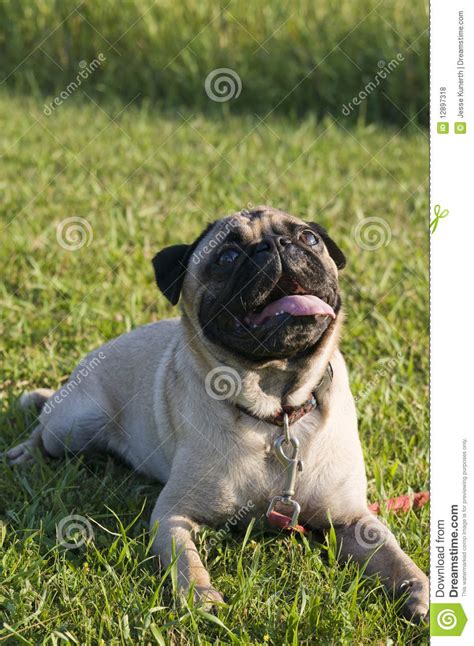 Pug Looking Up Stock Photo Image Of Breed Hanging Looking 12897318