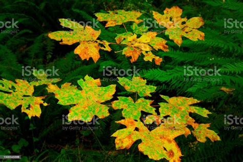 Pacific Northwest Forest And Big Leaf Maple Trees Stock Photo