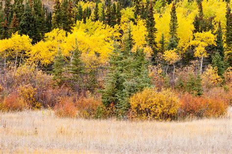 Colorful Fall Yukon Canada Boreal Forest Taiga Stock Photo Image Of