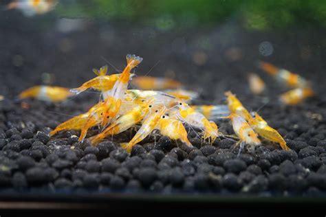 Orange Rili Neocaridina Shrimp Neocaridina Davidi AquaSnails