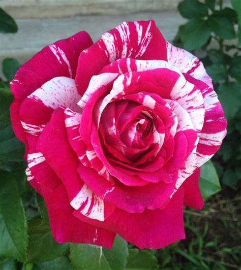 The Best Striped Roses
