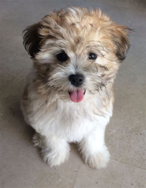 Pom Shih Tzu Bichon Mix Bichon Shih Tzu Dogs