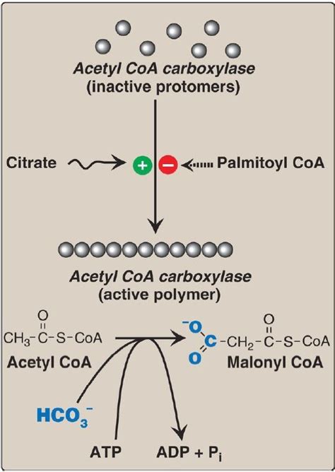 Fatty Acid Synthesis Acetyl Coa Carboxylation To Malonyl Coa