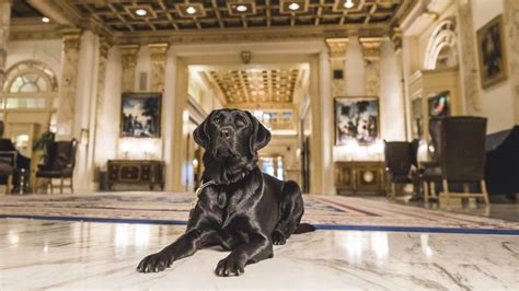 Pet Friendly Hotels In The Us Swedbanknl