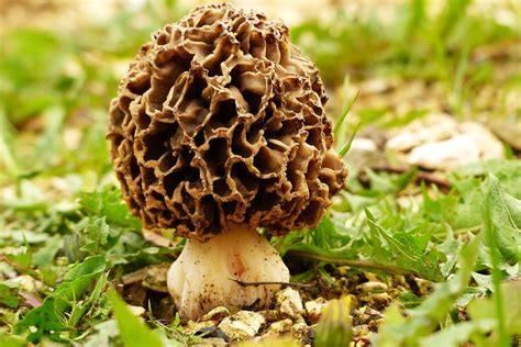 Michigan Creates Morel Mushroom Hunting Map The Venatic