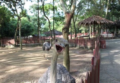 A'famosa animal world safari address: A' Famosa Safari Wonderland (Melaka) - 2019 All You Need ...