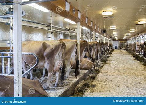 Cows And Milking Machine At Rotary Parlour On Farm Stock Image