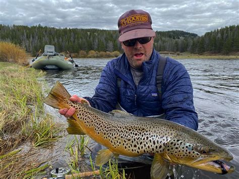 Trophy Brown Trout In Montana Flylords Mag