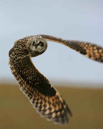 Short Eared Owl By Marty Jones Universal Mine Vermillion Flickr