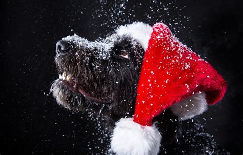 Funny Christmas Dog Wallpapers Top Free Funny Christmas Dog