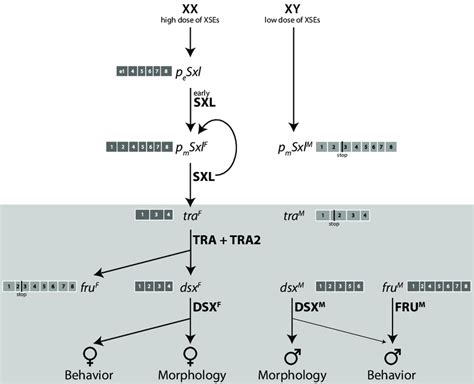 1 the sex determination cascade in drosophila melanogaster boxes with download scientific