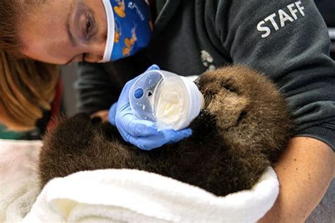 The Vancouver Aquarium Has An Adorable New Residentthe Sea Otter Pup