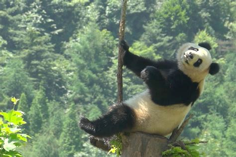 China Is Changing But Its Love Of Pandas Isnt Panda China Panda