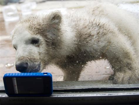 Toronto Zoo Polar Bear Gives Birth Only One Of Three Cubs Survives