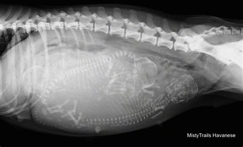 Whelping Puppies Pictures Of Pregnant Dam X Rays Raising Pups