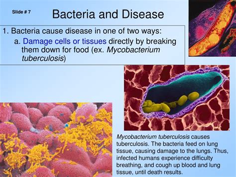 Ppt Disease And Bacteria Powerpoint Presentation Free Download Id