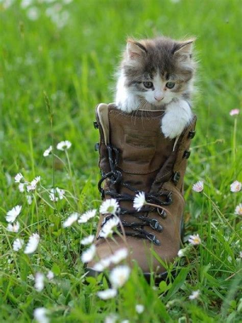 Cute Kitten In Boot Cute Animals Kittens Cutest Small Kittens