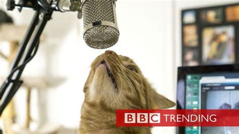 Live Streaming Cats 247 The Story Of Kitten Academy Bbc News