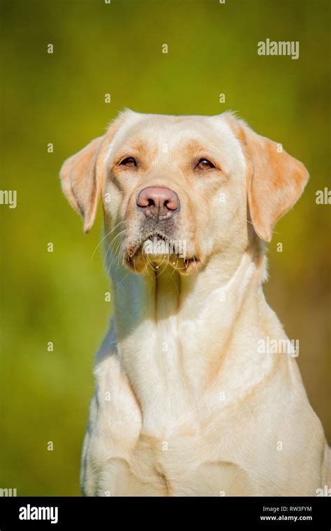 Labrador Retriever Portrait Stock Photo Alamy