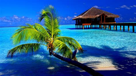 Tropical Full Hd Wallpaper And Background Image 1920x1080 Id402163