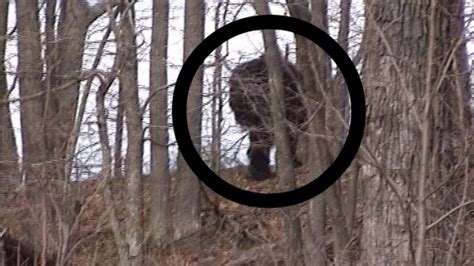 Bigfootsasquatch Caught On Camera August 2017 Sasquatch Proof