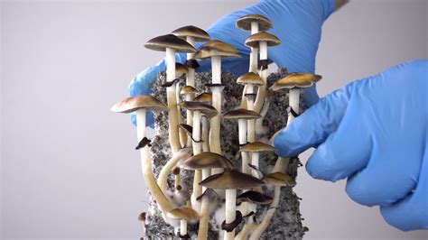 Magic Mushroom Formulations Update Psychedelic Science Review