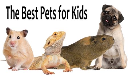 The Best Pets For Kids Your Pets Magazine
