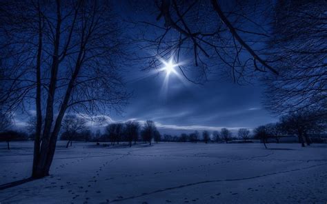 Landscapes Nature Winter Snow Trees Night White Moonlight Footprint