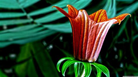 Botanical Desktop Wallpapers Top Free Botanical Desktop Backgrounds