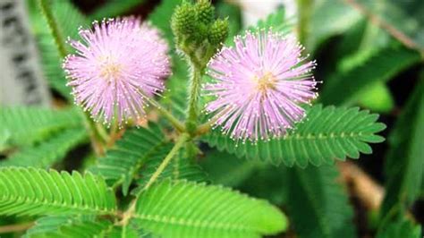 Contoh Pokok Berbulu Halus Sains Tahun 5 Tumbuh Tumbuhan Melindungi Diri Daripada Musuh