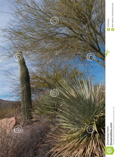 Desert Plants A Plenty In Southeastern Arizona Stock Photo Image Of