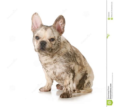 Muddy Dirty Dog Stock Photos - Image: 33826363