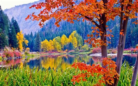 Free Photo Colorful Forest Colorful Colors Forest
