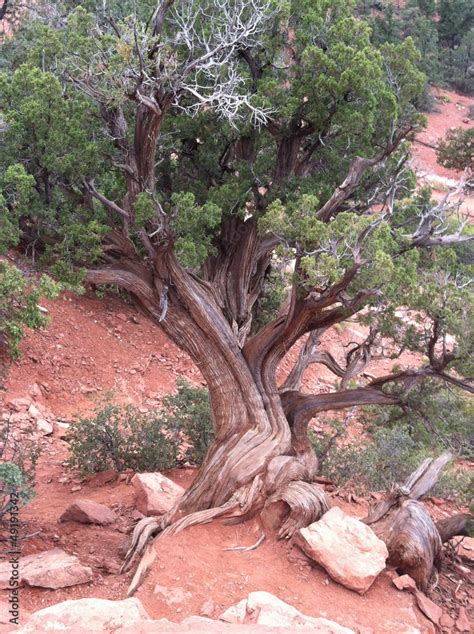Juniper Tree In Sedona Arizona Stock Photo Adobe Stock