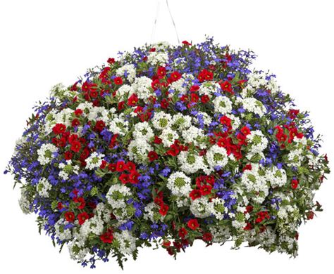 10 Color Concepts For Hanging Baskets Proven Winners