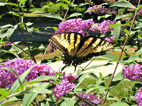Dundas Valley Outdoors Urquhart Butterfly Garden A Treasure In The