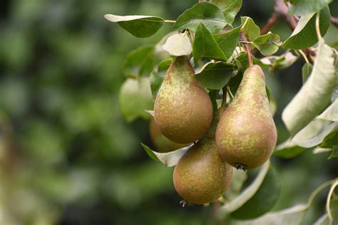 Pear Varieties Home