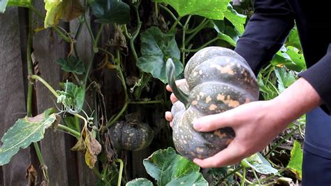 That way, they can come back another time to see what else they can do or find. How to tell when pumpkins are ready to pick - YouTube