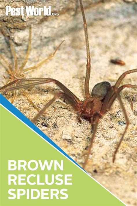 Brown Recluse Spiders Control Information Bites And More Brown