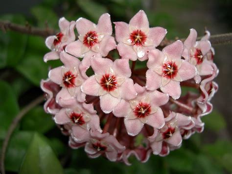 Small floating plants, small marginal plants and small submerged plants. Hoya - curly leaf wax plant flower clusters | Amazing ...