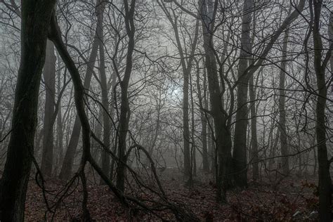 Haunted Woods Photograph By Arthur Oleary Pixels